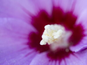 Hibiskus