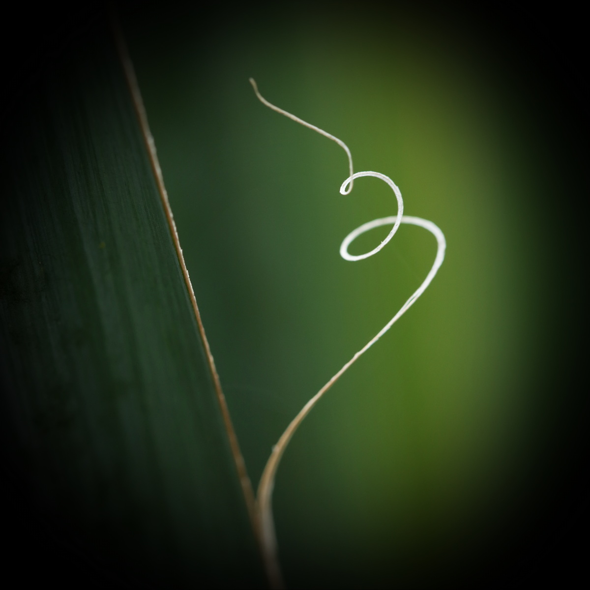 stille.foto+haiku