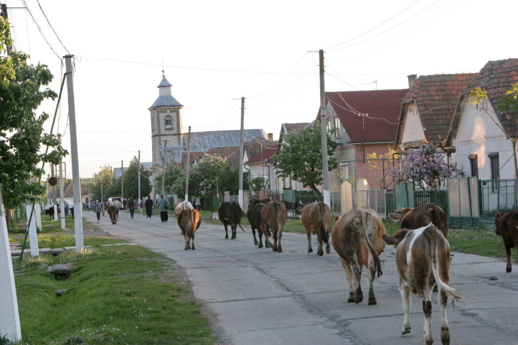 Abendliche Heimkehr im Dorf Schönborn