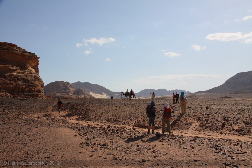 Sinai, 2012