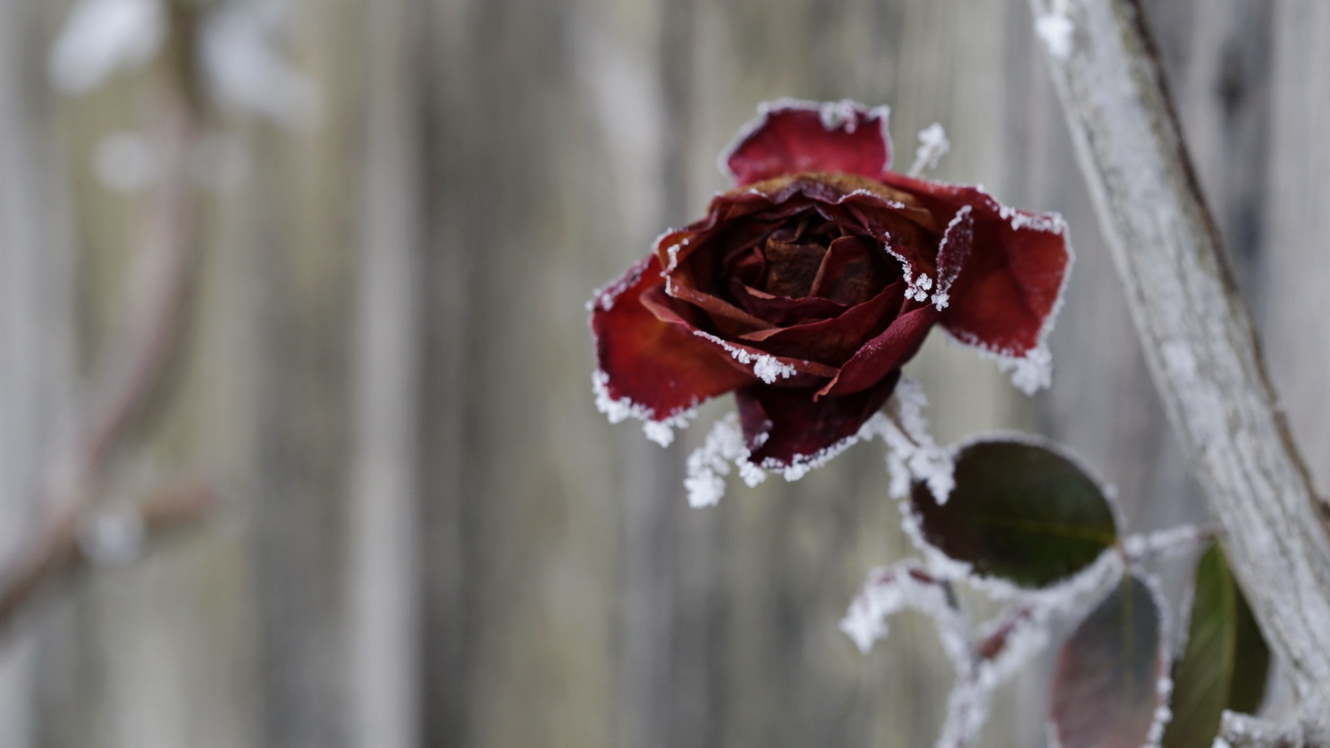 Rose im Winter