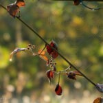Herbstimpression
