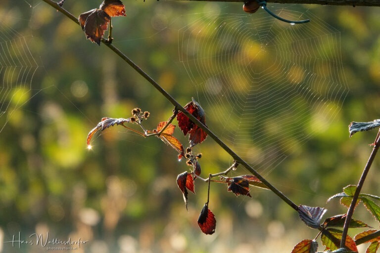 Herbstimpression