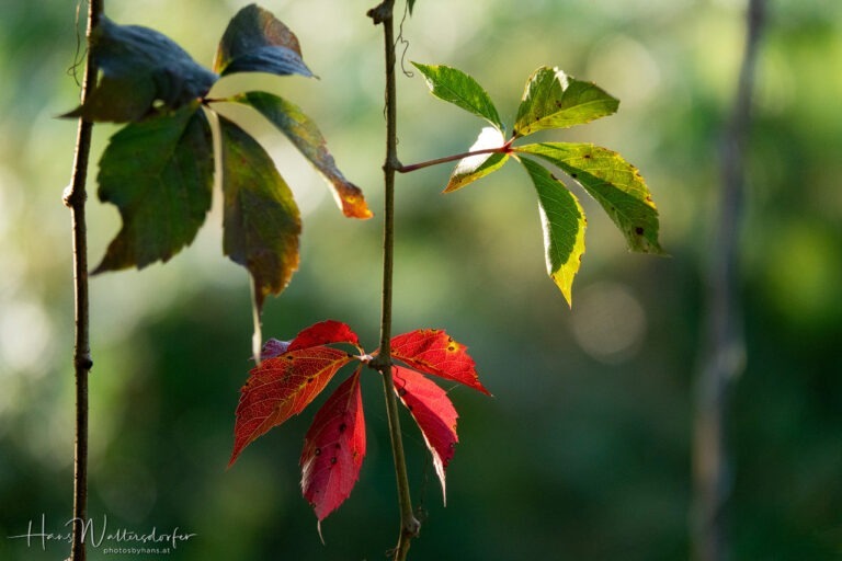 Herbstimpression