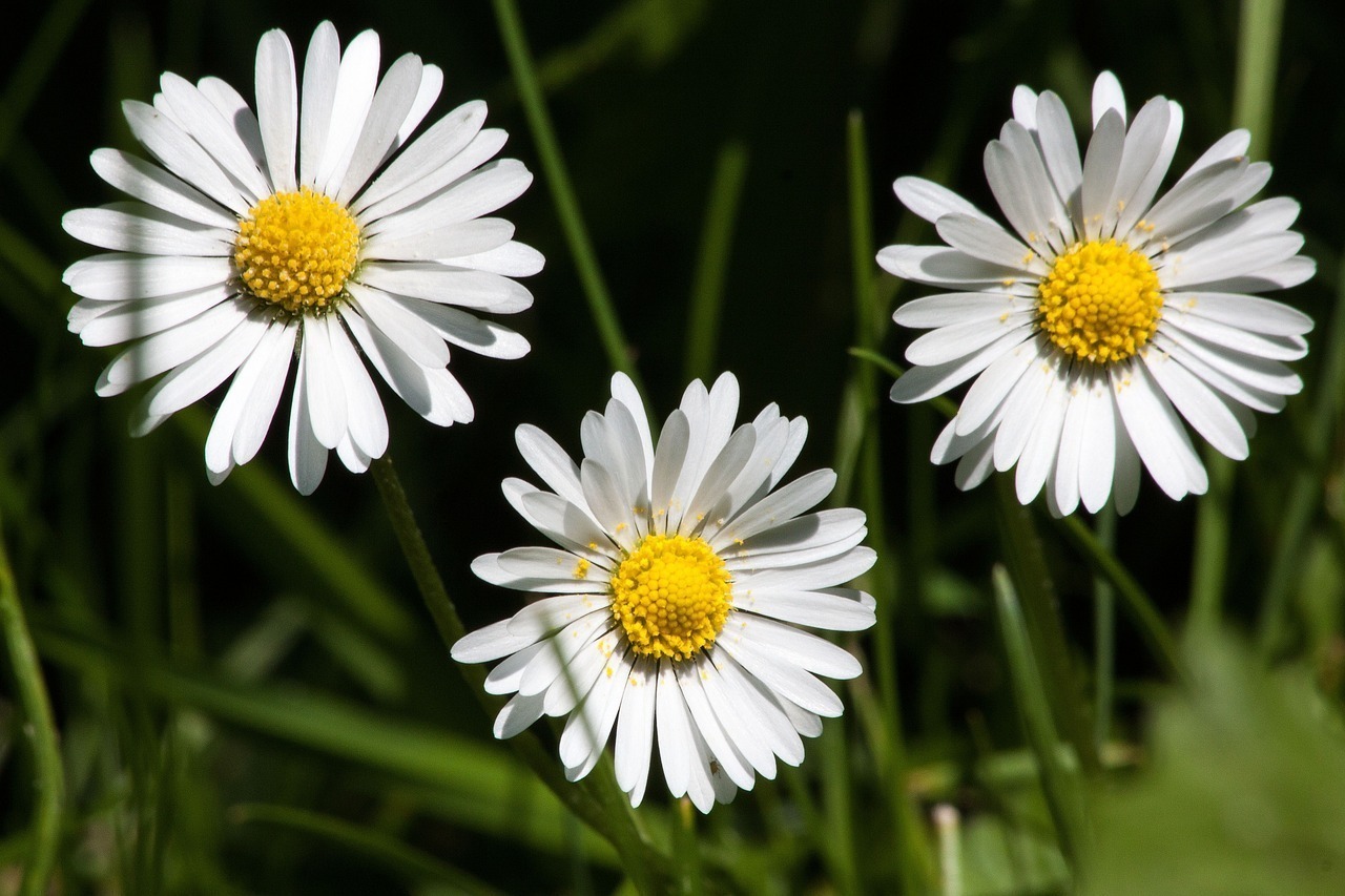 Gänseblümchen lächeln absichtslos