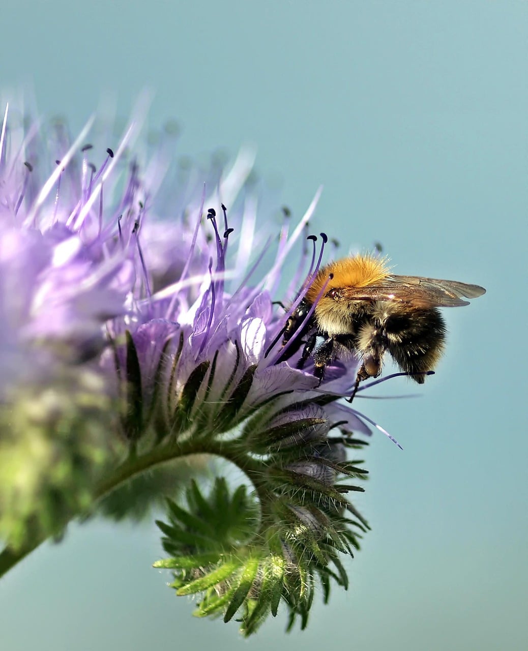 Hummel auf Blüte